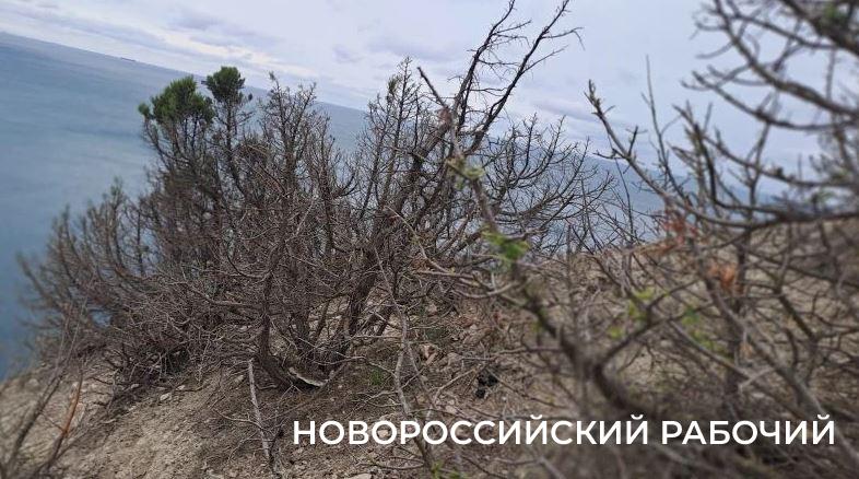 Козы съели реликтовый лес под Новороссийском