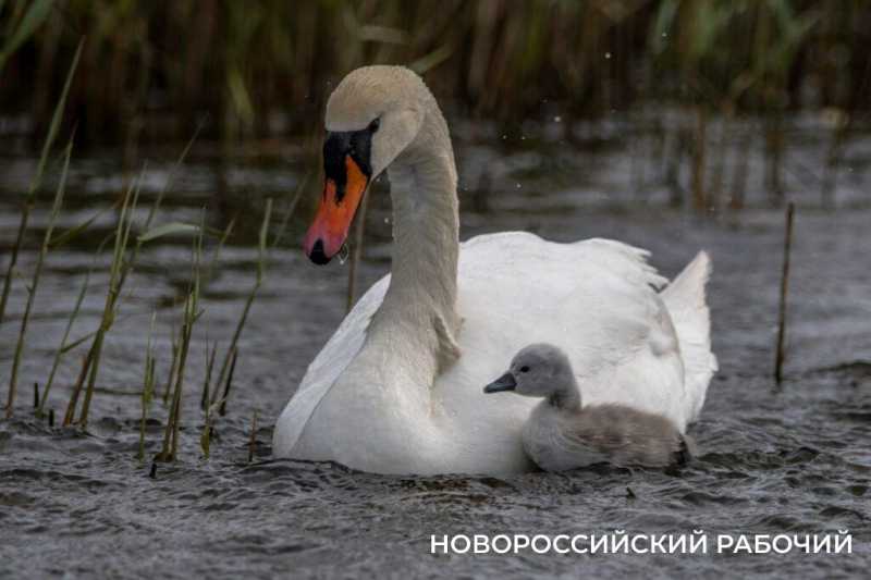 Лебеди на Суджукской лагуне Новороссийска вывели единственного птенца