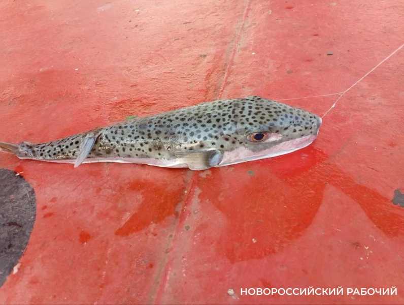 Новороссиец поймал на удочку смертельно опасную родственницу рыбы фугу