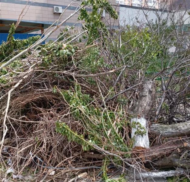 Новороссийцы жалуются на закалы листвы и веток