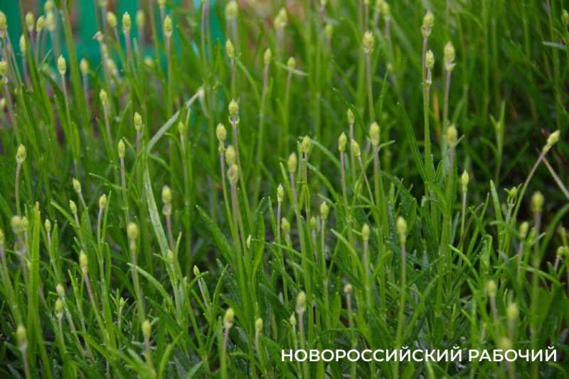 Новороссийск цветущий дарит шедевры гуляющим под дождем. Фоторепортаж &laquo;НР&raquo;