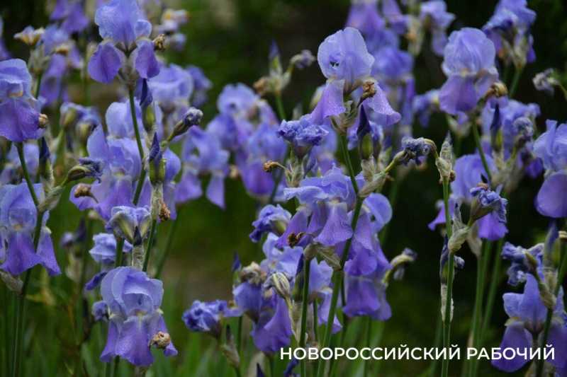 Новороссийск цветущий дарит шедевры гуляющим под дождем. Фоторепортаж &laquo;НР&raquo;