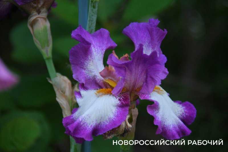 Новороссийск цветущий дарит шедевры гуляющим под дождем. Фоторепортаж &laquo;НР&raquo;