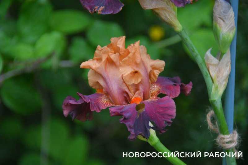 Новороссийск цветущий дарит шедевры гуляющим под дождем. Фоторепортаж &laquo;НР&raquo;