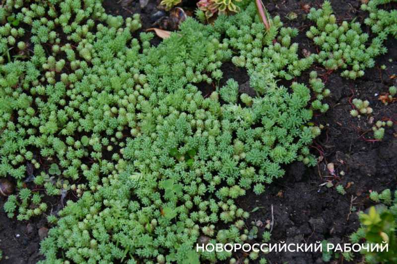 Новороссийск цветущий дарит шедевры гуляющим под дождем. Фоторепортаж &laquo;НР&raquo;