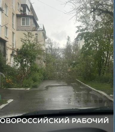 Поваленные деревья, перекрытые улицы, аварии на сетях. Новороссийск пережил ночь с порывами ветра до 29 метров в секунду
