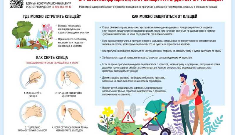 Санпросвет: Профилактика вирусного клещевого энцефалита. Алгоритм действий при обнаружении клеща
