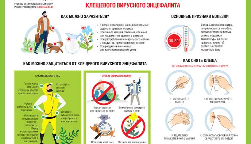 Санпросвет: Профилактика вирусного клещевого энцефалита. Алгоритм действий при обнаружении клеща