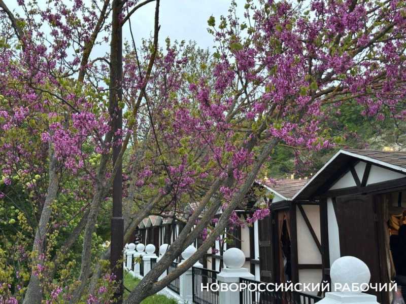 У новороссийцев остался месяц, чтобы полюбоваться на церцисы