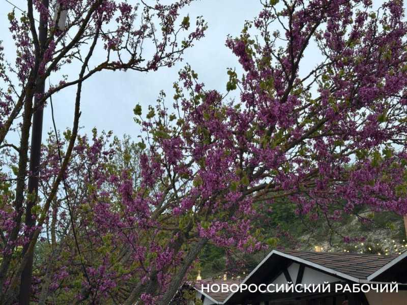 У новороссийцев остался месяц, чтобы полюбоваться на церцисы