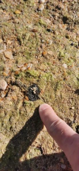 В Анапе позеленело море. Стоит ли ехать на выходные на песчаные пляжи? &nbsp;