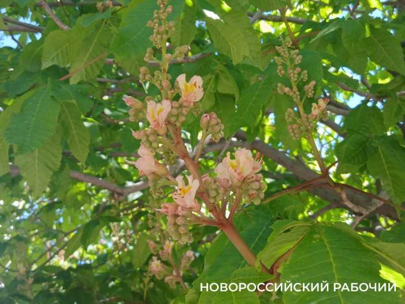 В Новороссийске цветет сакура