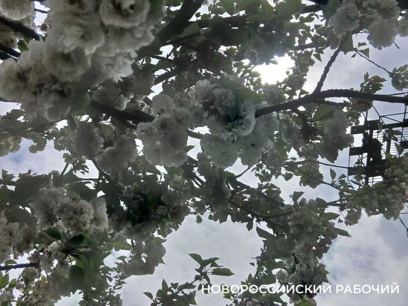 В Новороссийске цветет сакура
