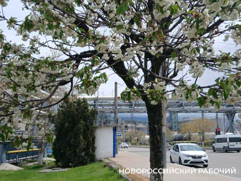 В Новороссийске цветет сакура