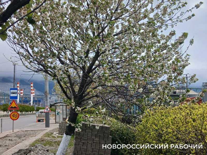 В Новороссийске цветет сакура