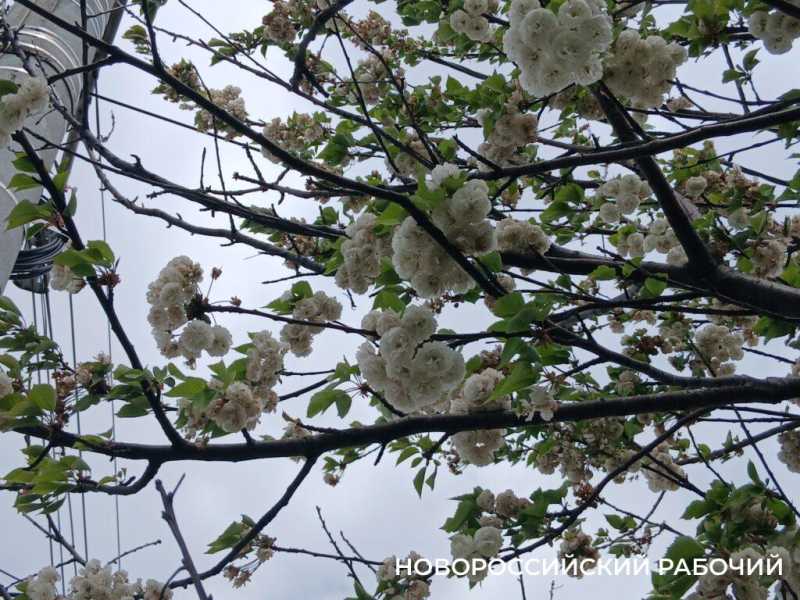В Новороссийске цветет сакура