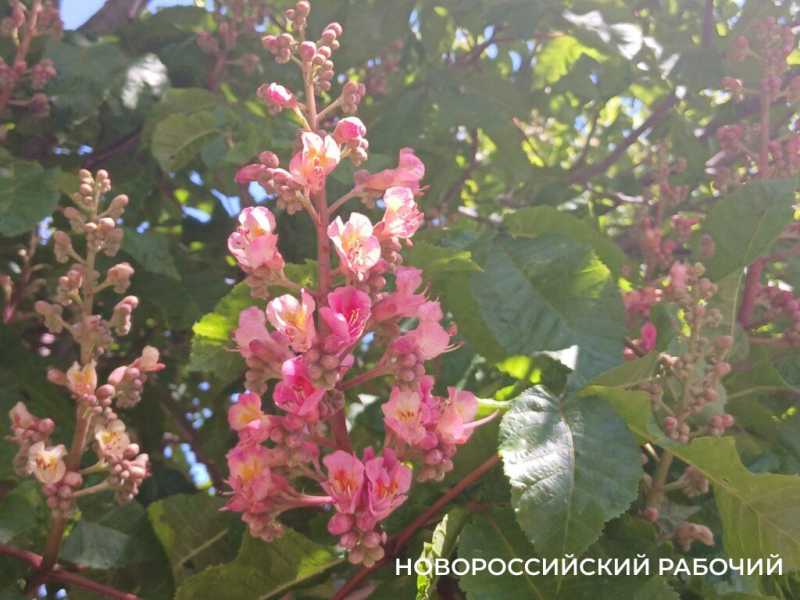 В Новороссийске цветет сакура