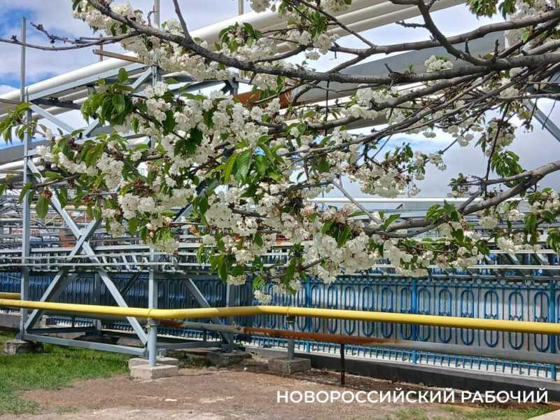 В Новороссийске цветет сакура