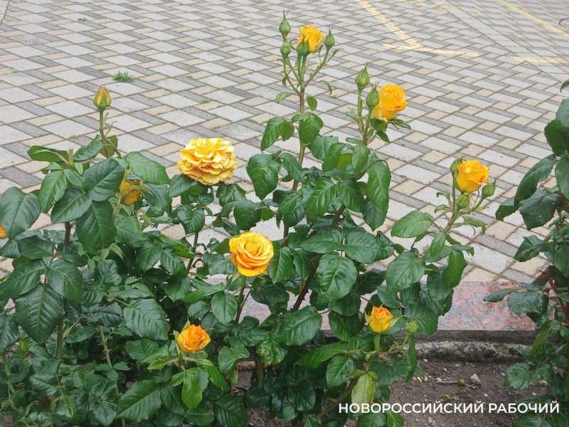 В Новороссийске начался розовый сезон