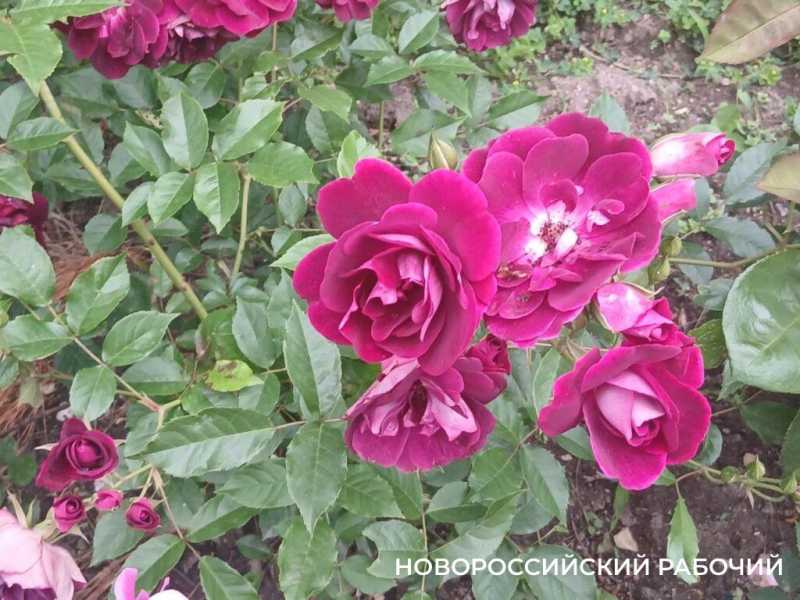 В Новороссийске начался розовый сезон