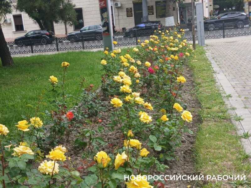 В Новороссийске начался розовый сезон