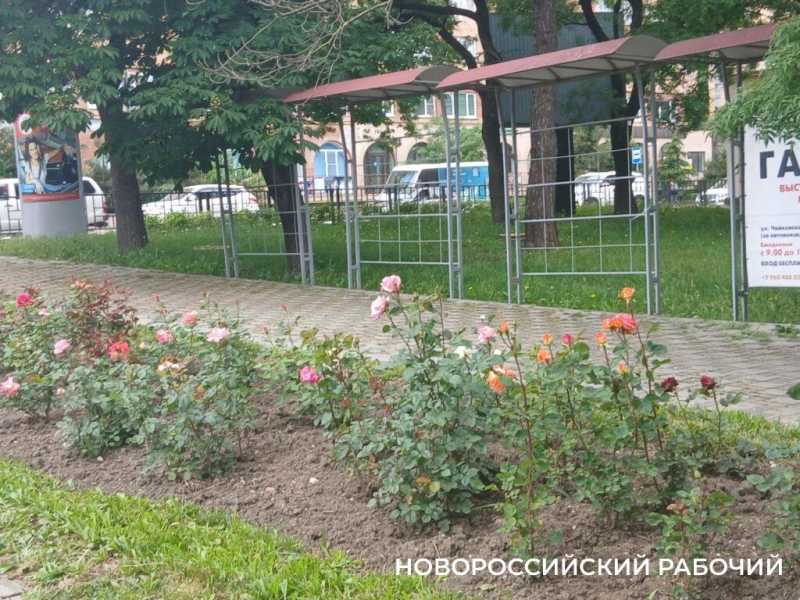 В Новороссийске начался розовый сезон