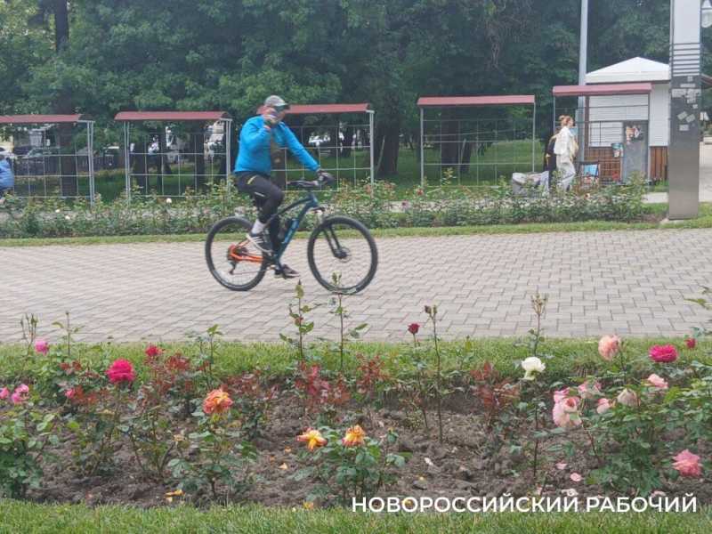 В Новороссийске начался розовый сезон