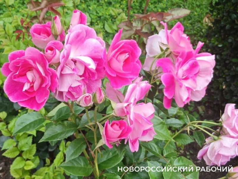 В Новороссийске начался розовый сезон
