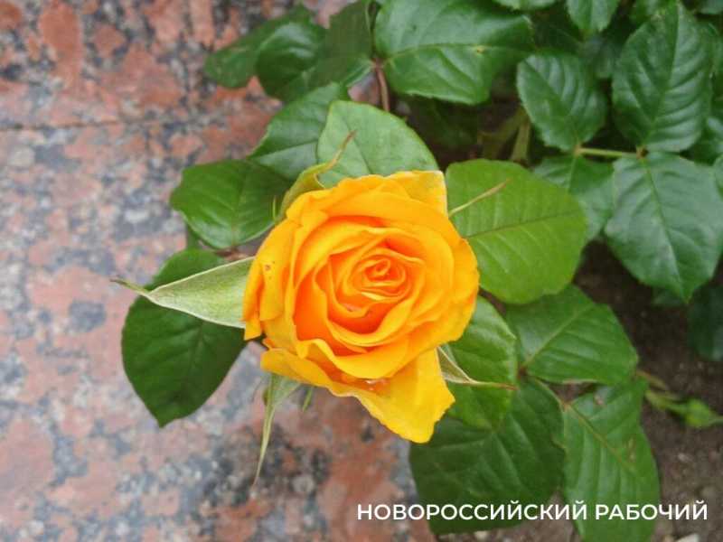 В Новороссийске начался розовый сезон