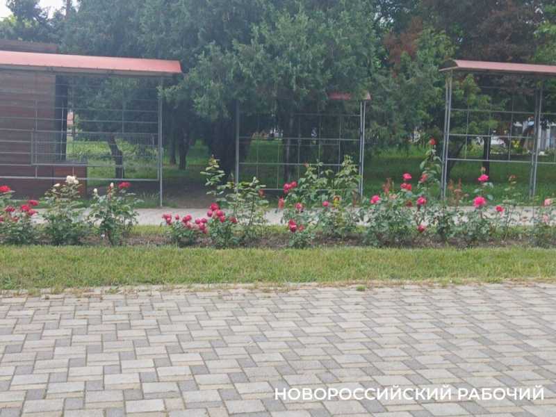 В Новороссийске начался розовый сезон