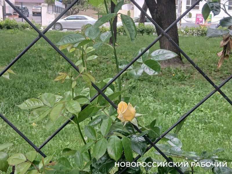 В Новороссийске начался розовый сезон