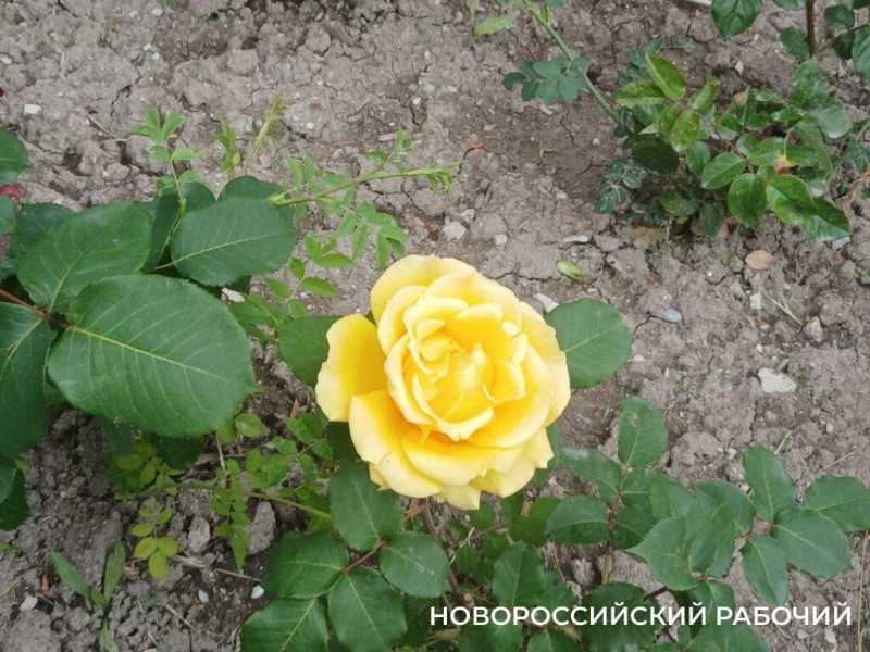 В Новороссийске начался розовый сезон