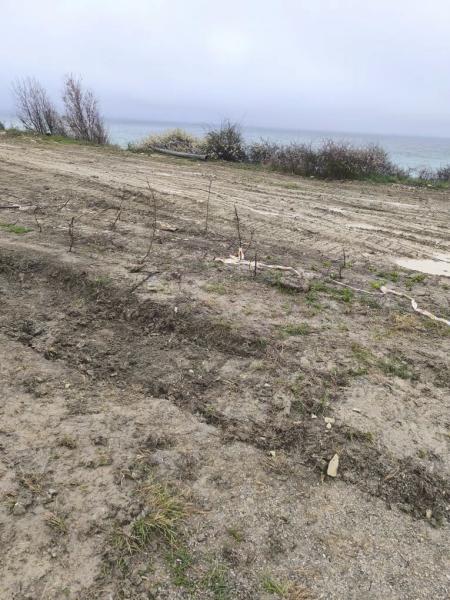 В Новороссийске после благоустройства вместо зеленой зоны осталась &laquo;мертвая земля&raquo;