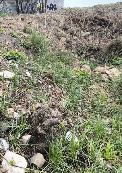 В Новороссийске после благоустройства вместо зеленой зоны осталась &laquo;мертвая земля&raquo;