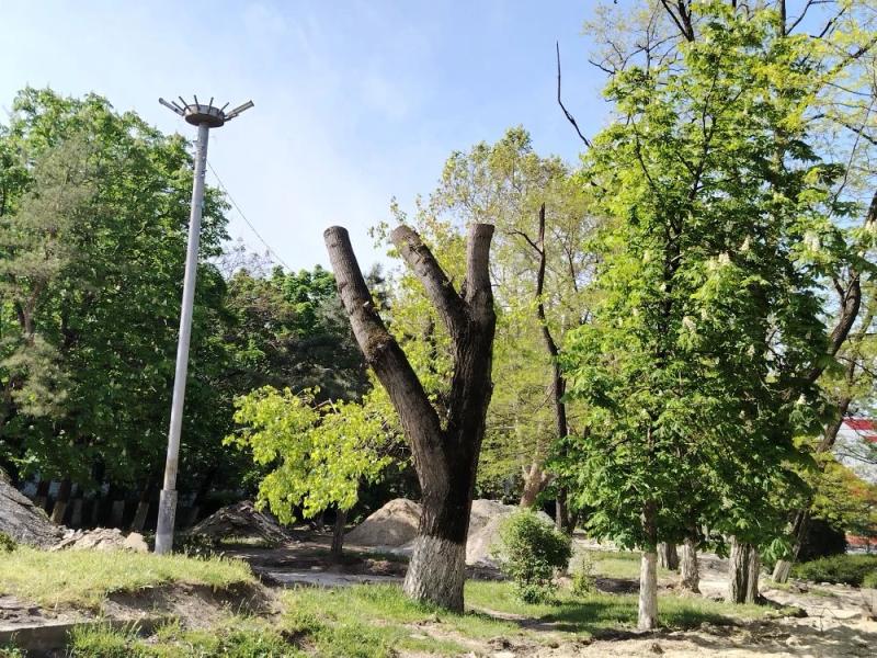 В Новороссийске при благоустройстве сквера Медиков техника деревья не трогает