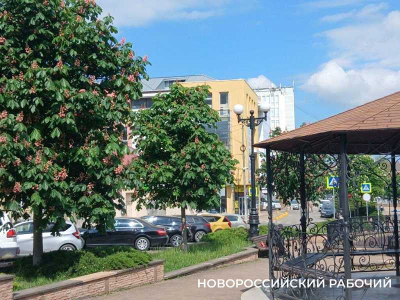 В Новороссийске радуются цветущим каштанам