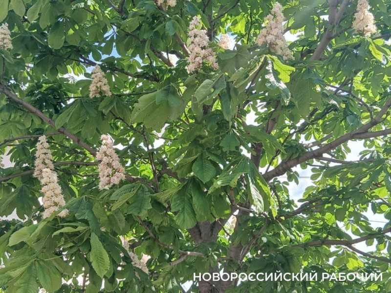 В Новороссийске радуются цветущим каштанам