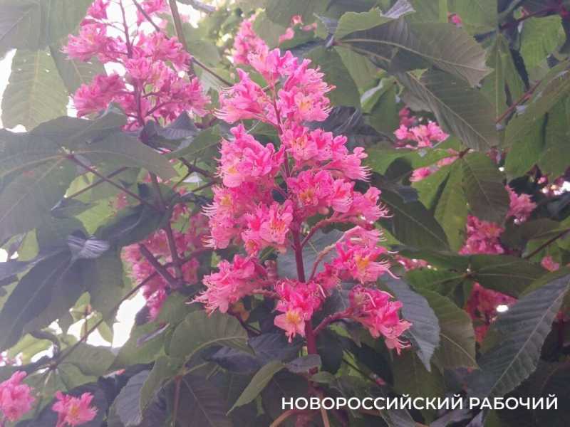 В Новороссийске радуются цветущим каштанам