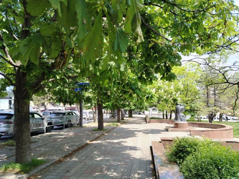 В Новороссийске радуются цветущим каштанам