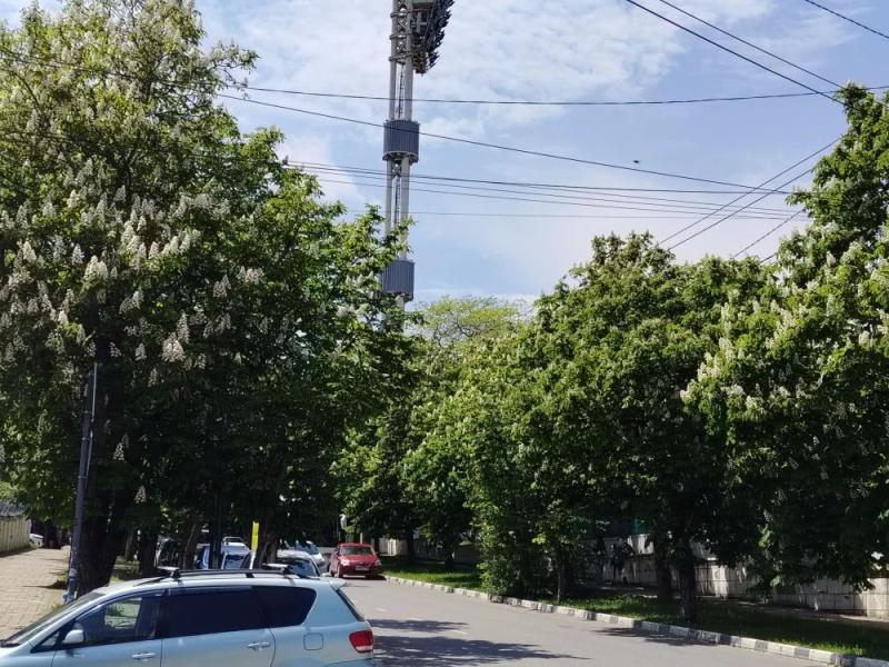 В Новороссийске радуются цветущим каштанам