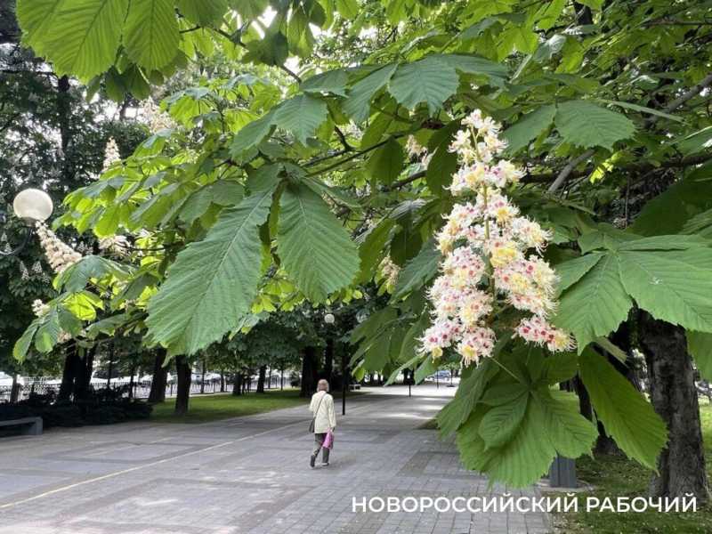 В Новороссийске розовые каштаны превратили городские бульвары в фотозоны