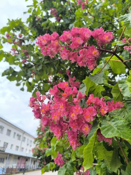 В Новороссийске розовые каштаны превратили городские бульвары в фотозоны