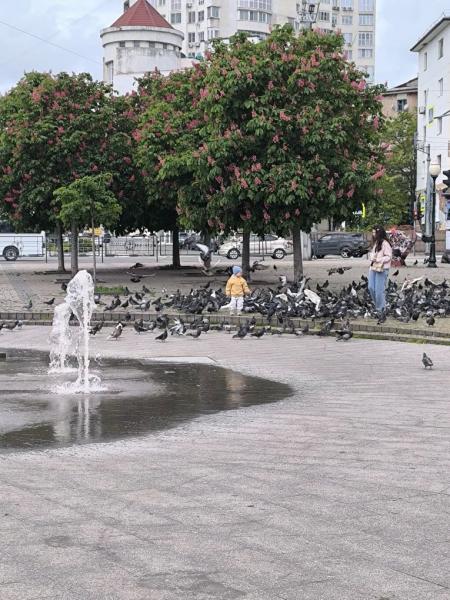 В Новороссийске розовые каштаны превратили городские бульвары в фотозоны