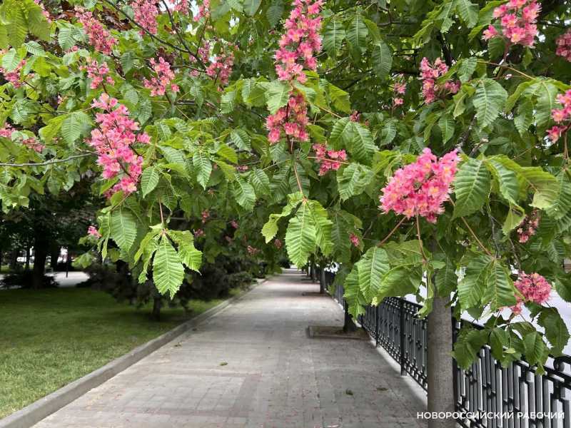 В Новороссийске розовые каштаны превратили городские бульвары в фотозоны