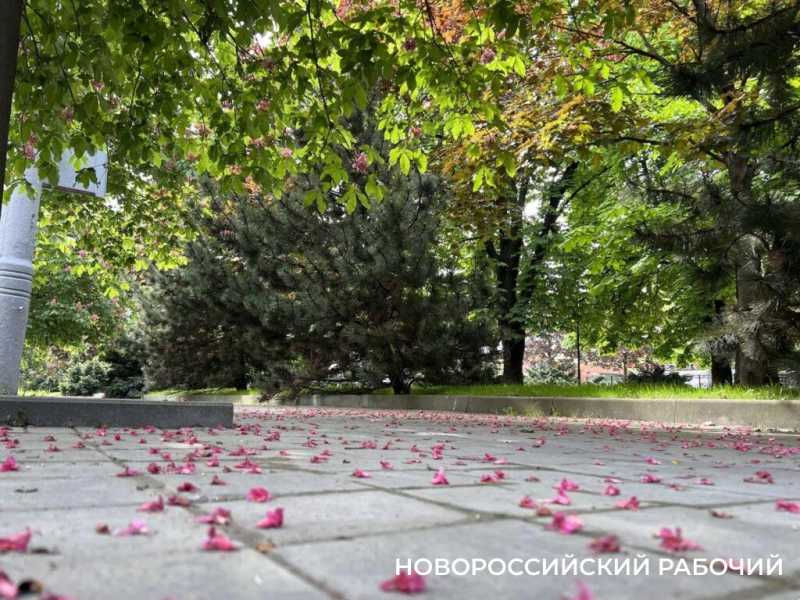 В Новороссийске розовые каштаны превратили городские бульвары в фотозоны