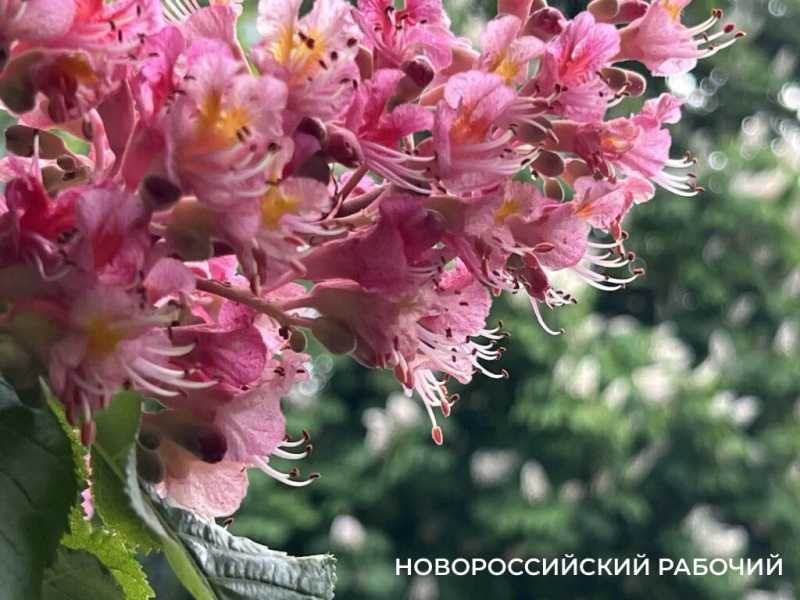 В Новороссийске розовые каштаны превратили городские бульвары в фотозоны