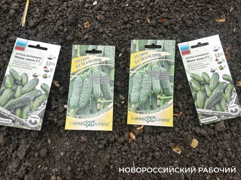 В станице под Новороссийском школьники устраивают ярмарку рассады