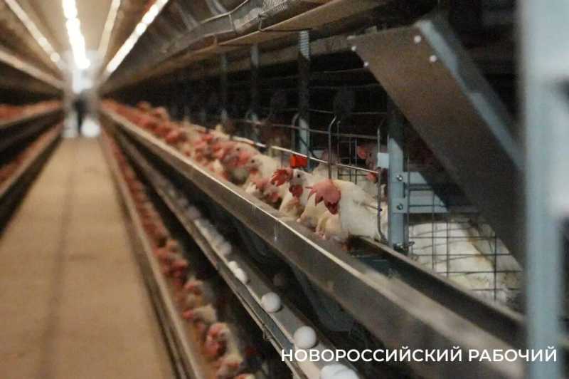 Гостиница, свежая форель, павильон для черепах – чего ждать в Новороссийске после ПМЭФ-2026