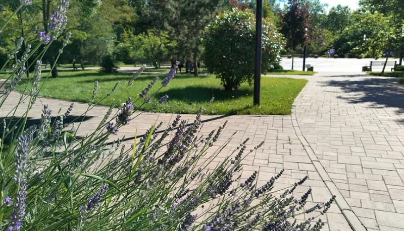 Информация о качестве атмосферного воздуха в городе Новороссийске за период наблюдений 17 &ndash; 18 июня