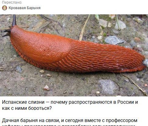 Ксения Собчак разделила тревогу «Новороссийского рабочего» по поводу завезенной из-за границы угрозы